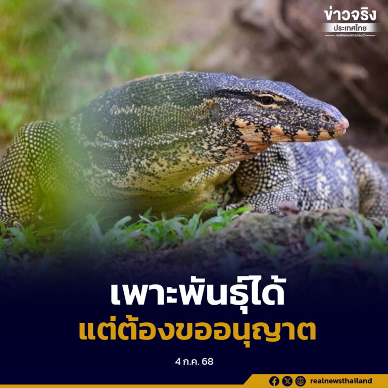 “ตัวเหี้ย” เป็นสัตว์ป่าคุ้มครองสามารถเพาะพันธุ์ได้ แต่ต้องขออนุญาตและตรงตามเงื่อนไขที่กำหนดเท่านั้น