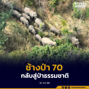 ผลักดันสำเร็จ ช้างป่าโขลงใหญ่กว่า 70 ตัว กลับสู่ป่าธรรมชาติ “ผาเม่น-ภูพอก”