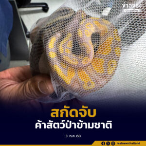 จับเครือข่ายค้าสัตว์ป่าข้ามชาติ รวบชายชาวศรีลังกา ซุกงูหลามบอล 3 ตัว