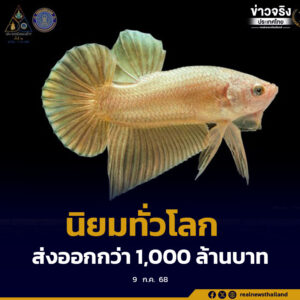 ปลาสวยงาม ปลากัดไทย ได้รับความนิยมทั่วโลก ปี 2567 ส่งออกกว่า 1,000 ล้านบาท