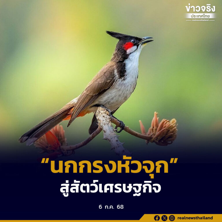 ยกระดับ “นกกรงหัวจุก” สู่สัตว์เศรษฐกิจ อบรมผลิตอาหารนกสด สร้างอาชีพ รายได้ชายแดนใต้