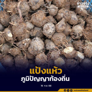 “แป้งแห้วนาหนองกุลาพิษณุโลก”ภูมิปัญญาท้องถิ่น สร้างชื่อเสียง สร้างรายได้
