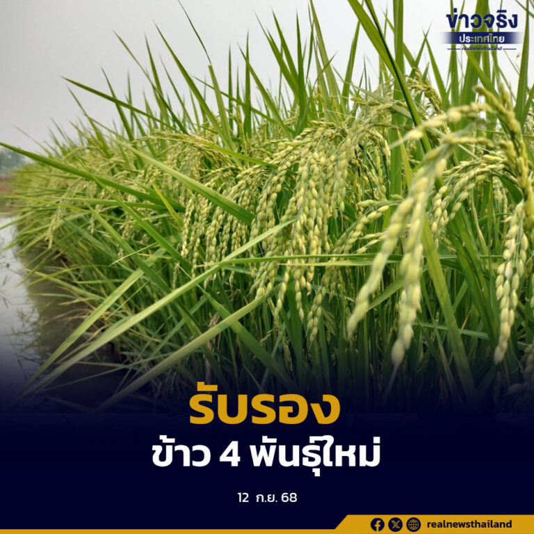 กรมการข้าว รับรองข้าว 4  พันธุ์ใหม่ คุณภาพดี ให้ผลผลิตสูง ตรงตามความต้องการ