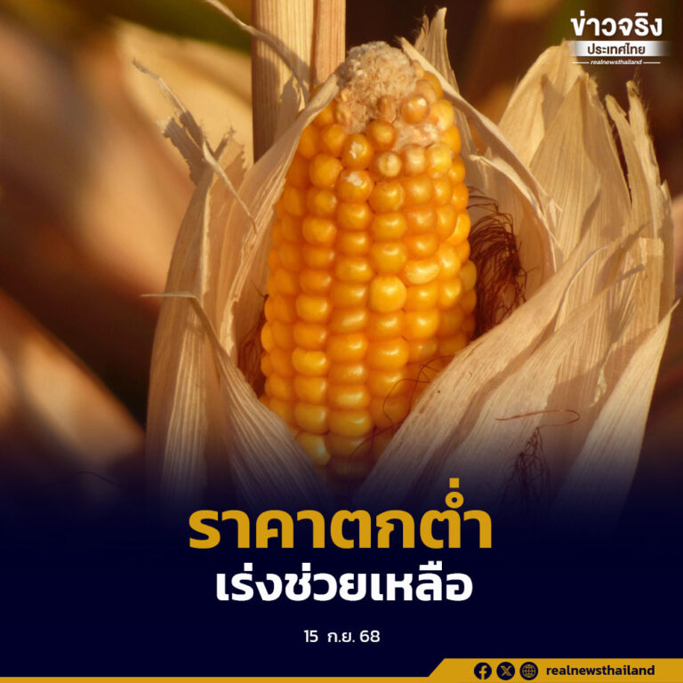 เร่งผู้ว่าราชการจังหวัดเชียงใหม่ ติดตามแนวทางการแก้ไขปัญหาราคาข้าวโพดตกต่ำ