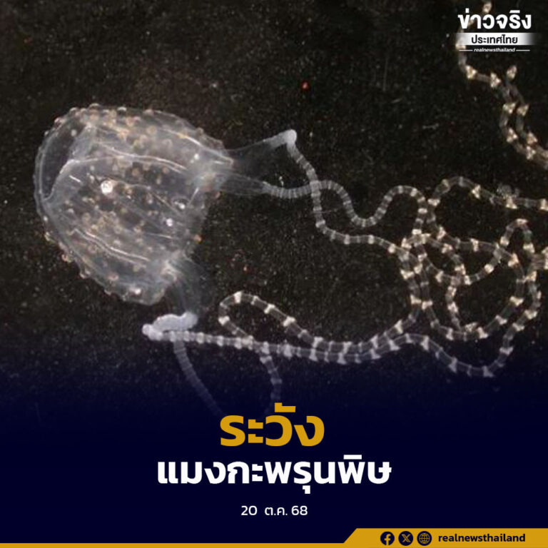 กรมควบคุมโรค เตือนนักท่องเที่ยวระมัดระวังการสัมผัสแมงกะพรุนพิษ หลังพบผู้บาดเจ็บบริเวณหาดป่าตองและหาดกะหลิม จังหวัดภูเก็ต