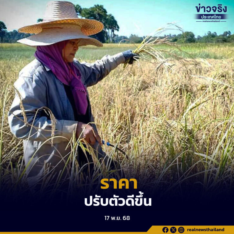 ราคาข้าวเริ่มปรับตัวดีขึ้น จากมาตรการชะลอการขาย คาดข้าวหอมมะลิอาจปรับตัวถึง 15,000 บาทต่อตัน