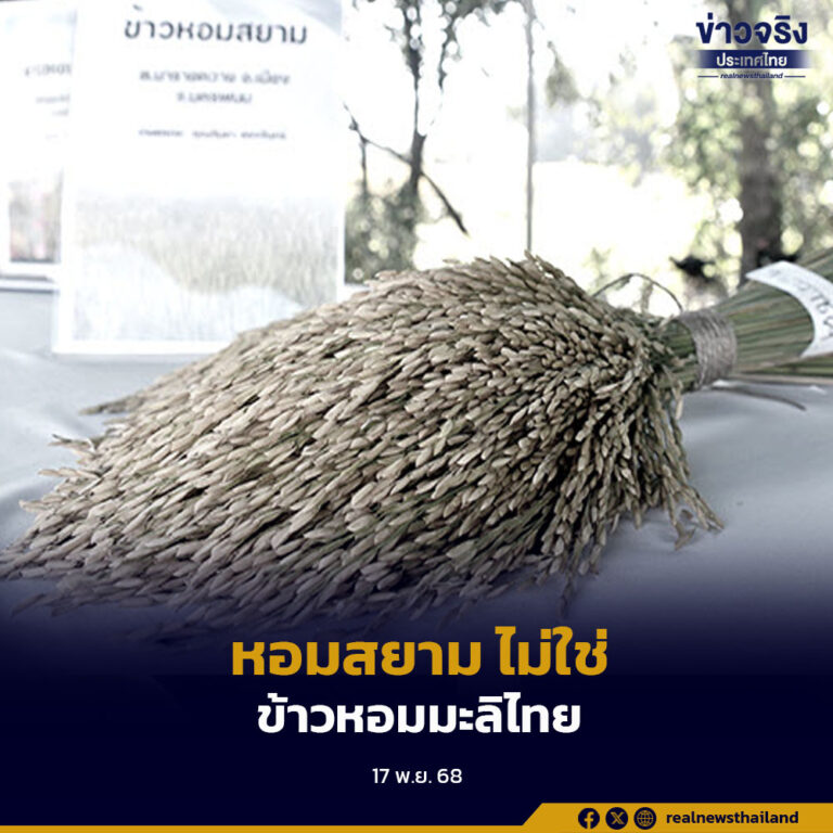 ข้าวพันธุ์ “หอมสยาม” ไม่ใช่ “ข้าวหอมมะลิไทย” ราคาขายต่ำ เสี่ยงถูกปฏิเสธรับซื้อ