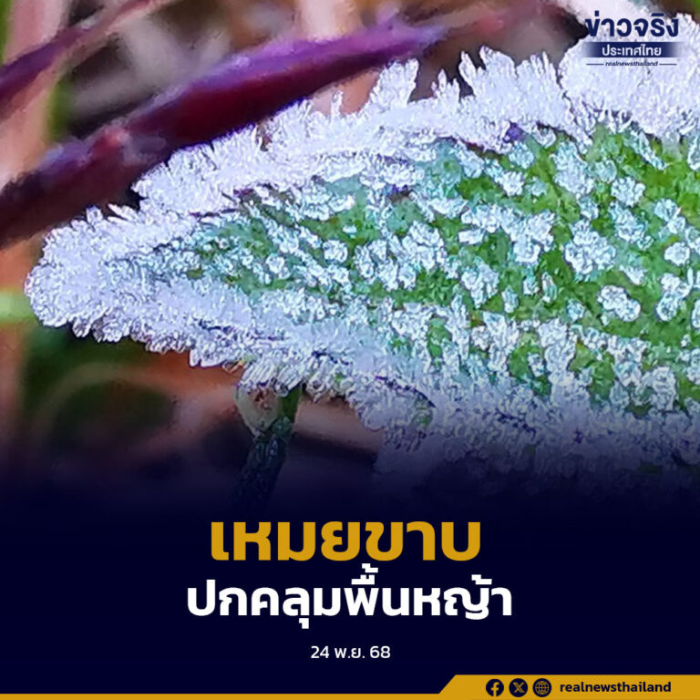 อุทยานแห่งชาติดอยอินทนนท์ รายงานอุณหภูมิลดต่ำสุดแตะ 4 องศา พร้อมปรากฏ “เหมยขาบ” ปกคลุมยอดดอย ต้อนรับฤดูท่องเที่ยวหน้าหนาว