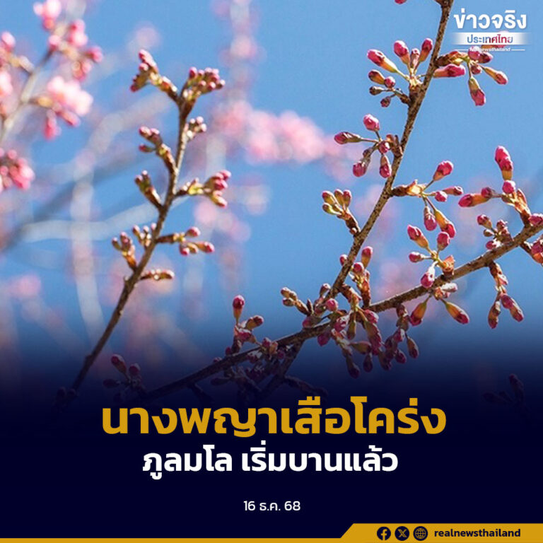 นางพญาเสือโคร่ง ภูลมโล ทยอยบานสะพรั่งให้นักท่องเที่ยวได้ชมความสวยงามอย่างเต็มที่