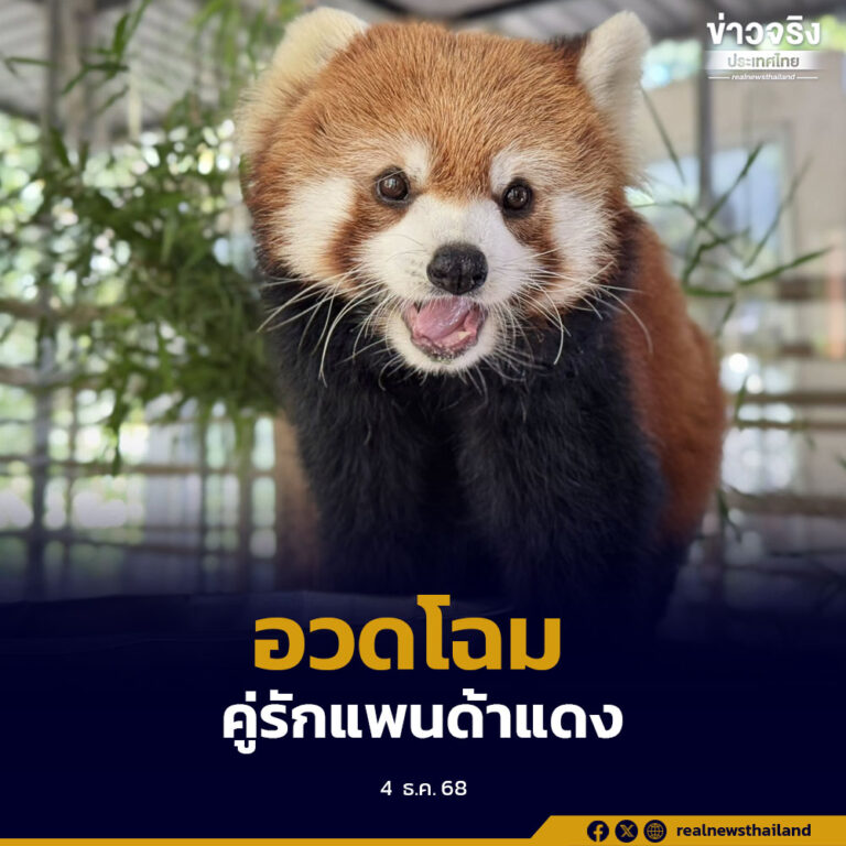 สวนสัตว์เปิดเขาเขียว อวดโฉม “คู่รักแพนด้าแดง ฮาชิ-ฮานะ” ต้อนรับวันพ่อ เด็กเข้าชมฟรี 5 ธันวาคมนี้