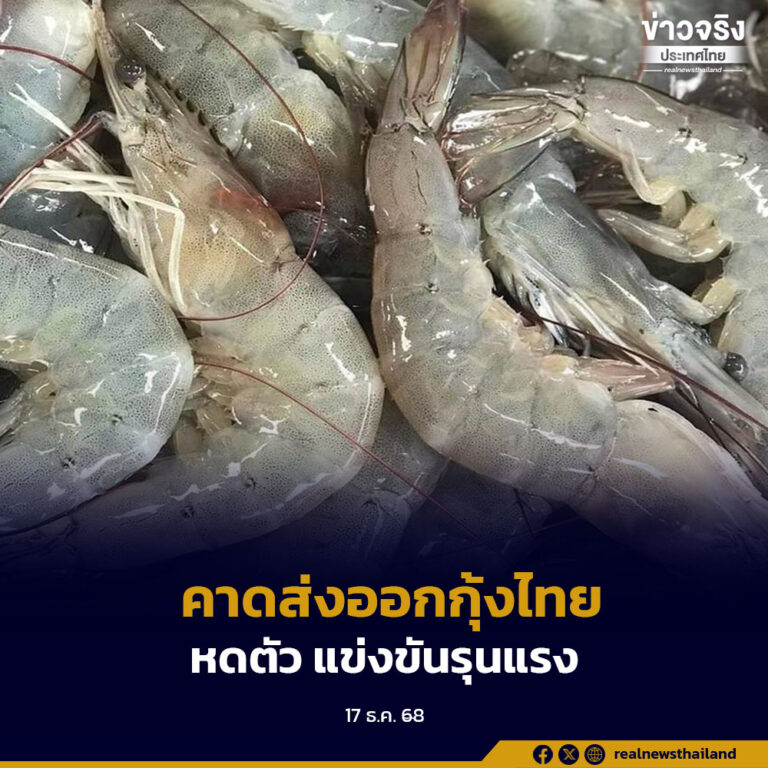 ศูนย์วิจัยกสิกรไทย คาดส่งออกกุ้งไทยปี 2569 หดตัว 3.6% จากอุปสงค์โลกอ่อนแอ การแข่งขันรุนแรง