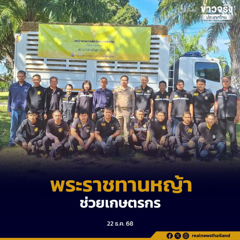 กรมปศุสัตว์สนับสนุนหญ้าอาหารสัตว์พระราชทาน ช่วยเหลือผู้ประสบภัยด้านปศุสัตว์ จังหวัดสุรินทร์ จากผลกระทบการสู้รบชายแดนไทย–กัมพูชา