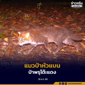 กรมอุทยานฯ-แพนเทอรา ยืนยันการกลับมาของ “แมวป่าหัวแบน” ในป่าพรุโต๊ะแดง หลังหายไปนานเกือบ 30 ปี