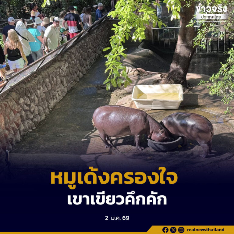 สวนสัตว์เปิดเขาเขียวคึกคัก ประชาชนแห่ใช้สิทธิ์เที่ยวฟรีรับปีใหม่ 2569 ชม “หมูเด้ง” ฮิปโปแคระซุปตาร์ขวัญใจนักท่องเที่ยว