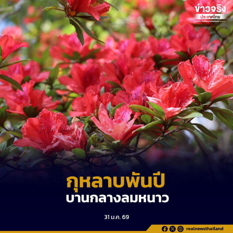 สำนักบริหารพื้นที่อนุรักษ์ที่ 8 เชิญชวนนักท่องเที่ยวชม “กุหลาบพันปีสีแดง” บานสะพรั่งกลางป่าดิบเขาในเขตรักษาพันธุ์สัตว์ป่าภูหลวง สะท้อนความอุดมสมบูรณ์ของผืนป่าและอากาศหนาวเย็น