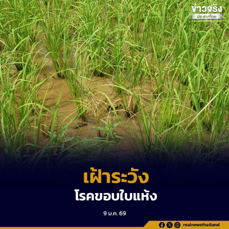 แจ้งเตือนเกษตรกรผู้ปลูกข้าว เฝ้าระวังโรคขอบใบแห้ง ลดผลกระทบต่อผลผลิตและรายได้เกษตรกร