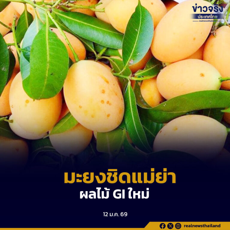 รัฐบาลขึ้นทะเบียน GI “มะยงชิดแม่ย่าสุโขทัย” ผลไม้คุณภาพเด่น คาดสร้างมูลค่ารวมกว่า 1,916 ล้านบาท เสริมเศรษฐกิจฐานรากจังหวัดสุโขทัย