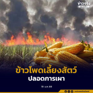 กระทรวงเกษตรและสหกรณ์ เดินหน้าวางมาตรการผลิตข้าวโพดเลี้ยงสัตว์ปลอดการเผา ยกระดับมาตรฐานการผลิต ควบคู่ดูแลเกษตรกร