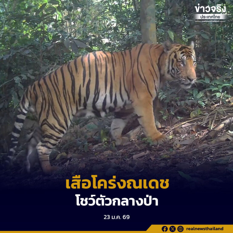 อุทยานแห่งชาติแก่งกระจานเผยผลลาดตระเวนเชิงคุณภาพ พบเสือโคร่ง “ณเดช” และสัตว์ป่าหายากหลายชนิด เตรียมนำข้อมูลวางแผนอนุรักษ์เชิงระบบ