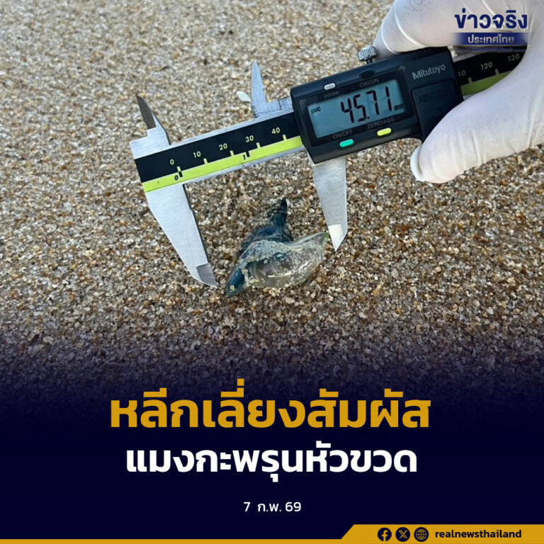 กรมทะเลเตือน พบแมงกะพรุนหัวขวดเกยตื้น ปัตตานี–สงขลา แนะหลีกเลี่ยงการสัมผัส