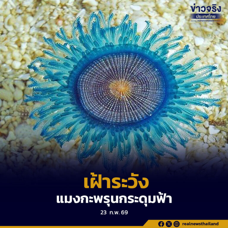 อุทยานแห่งชาติหมู่เกาะสิมิลัน เตือนระวังแมงกะพรุนกระดุมฟ้าบริเวณเกาะสี่ พร้อมปิดโซนเล่นน้ำฝั่งตะวันออกชั่วคราวเพื่อความปลอดภัย