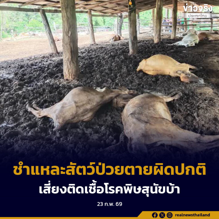 กรมควบคุมโรค เตือนประชาชนไม่ชำแหละสัตว์ที่ป่วยตายผิดปกติ เสี่ยงติดเชื้อโรคพิษสุนัขบ้า