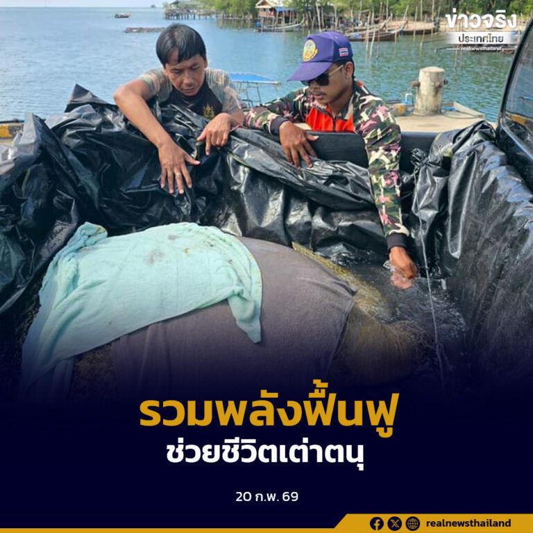 หลายหน่วยงานระดมช่วยเต่าตนุเพศเมียเกยตื้นกลางอ่าวท่าเลน ส่งรักษา รพ.สัตว์น้ำราชมงคลตรัง เตรียมฟื้นฟูคืนสู่ธรรมชาติ