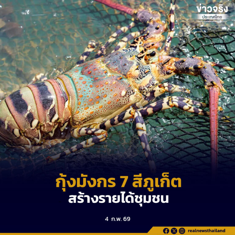 “กุ้งมังกร 7 สีภูเก็ต” ขึ้นทะเบียนเป็นสินค้า GI ลำดับ 4 ของจังหวัด สร้างความเข้มแข็ง สร้างรายได้ให้กับชุมชน