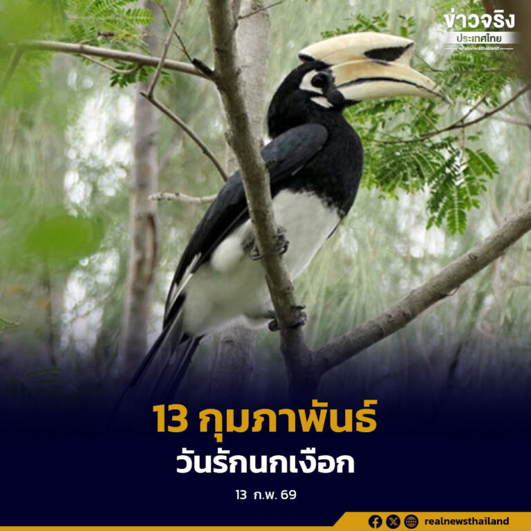 13 กุมภาพันธ์ “วันรักนกเงือก”นักปลูกป่ามือฉมัง รักษาพันธุ์รักษาความสมดุลของระบบนิเวศ