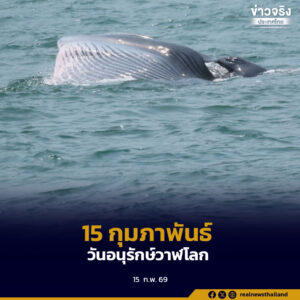 วาฬในทะเลไทย กำลังฟื้นตัว เชิญชวนทุกภาคส่วนร่วมอนุรักษ์ เนื่องในวันอนุรักษ์วาฬโลก 15 ก.พ.นี้