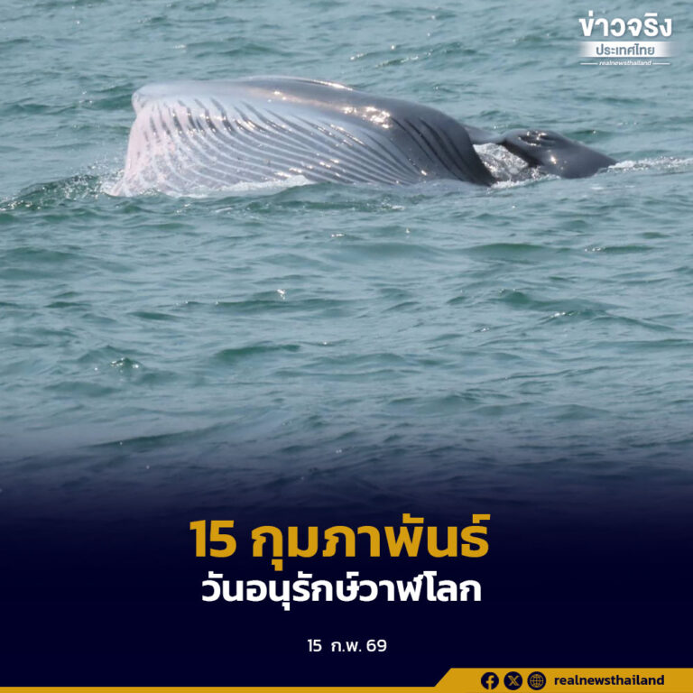 วาฬในทะเลไทย กำลังฟื้นตัว เชิญชวนทุกภาคส่วนร่วมอนุรักษ์ เนื่องในวันอนุรักษ์วาฬโลก 15 ก.พ.นี้