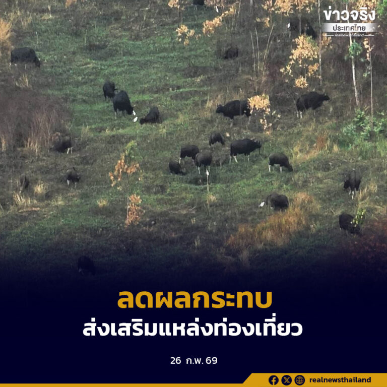สัตว์ป่าออกหากินหญ้าอ่อนและโป่งเทียม ช่วยลดผลกระทบระหว่างคนกับสัตว์ป่าและส่งเสริมแหล่งท่องเที่ยว