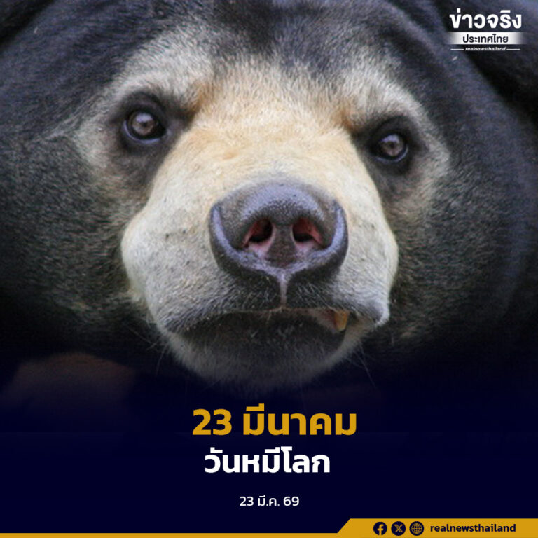 23 มีนาคม “วันหมีโลก” ส่งเสริมการสร้างความตระหนักรู้เพื่อไม่ให้ “หมี” สูญพันธุ์