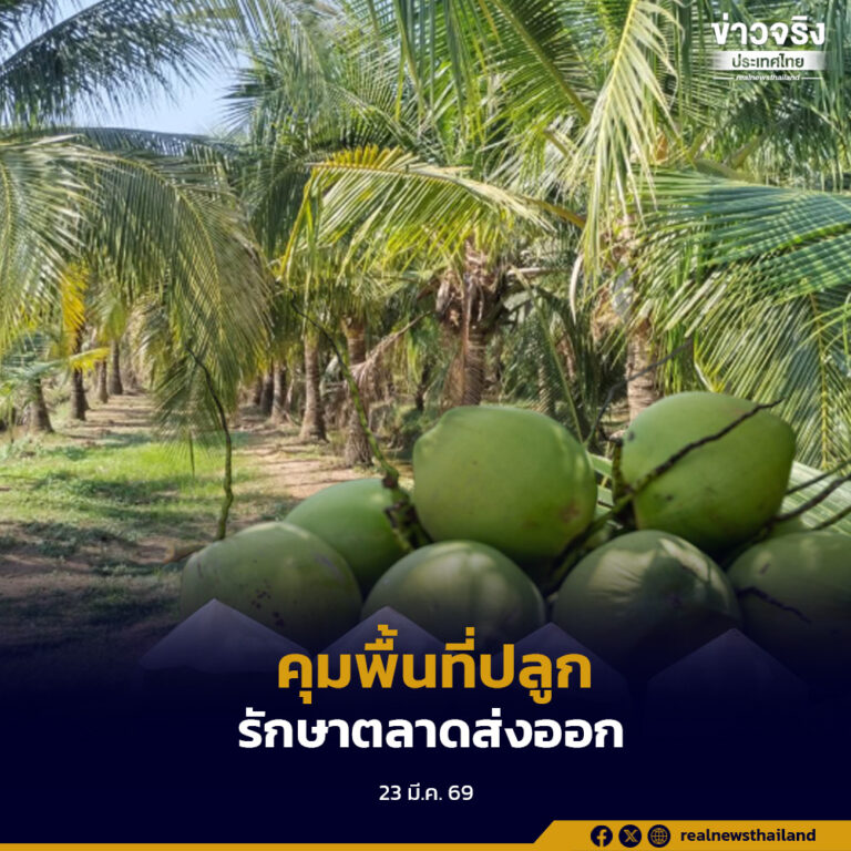 กรมพัฒนาธุรกิจการค้าเร่งแก้ราคามะพร้าวตก คุมพื้นที่ปลูก-รักษาตลาดส่งออก