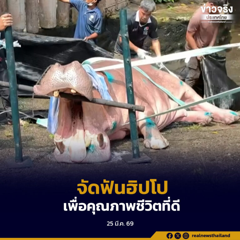 สวนสัตว์เปิดเขาเขียวจัดฟัน “พี่เป๋” ฮิปโปฯ เพื่อคุณภาพชีวิตที่ดีขึ้น