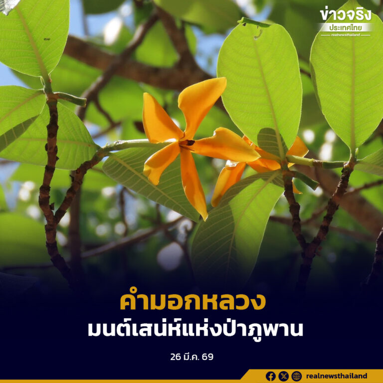 “คำมอกหลวง” มนต์เสน่ห์แห่งป่าภูพาน บานสะพรั่งส่งกลิ่นหอมกรุ่น รับหน้าร้อน