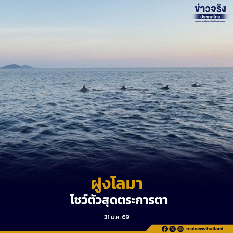 ฝูงโลมากว่า 50 ตัว ปรากฏตัวที่หมู่เกาะสิมิลัน สุดตระการตา