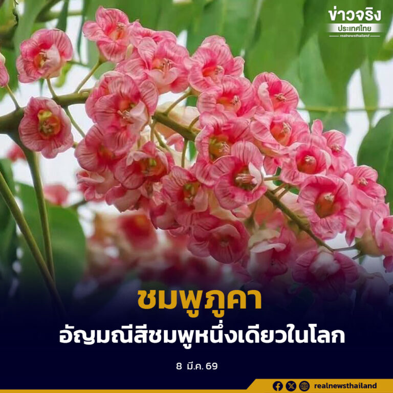 “ชมพูภูคา” อัญมณีสีชมพูหนึ่งเดียวในโลกที่อุทยานแห่งชาติดอยภูคา จังหวัดน่าน