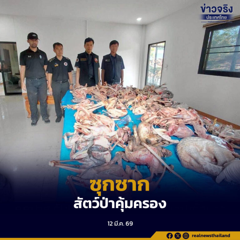 เจ้าหน้าที่ขยายผลคดีไม้เถื่อน บุกค้นบริษัทเอกชนใน อ.บางปะหัน จ.พระนครศรีอยุธยา พบซากสัตว์ป่าคุ้มครอง 31 ชนิด รวมเกือบ 100 ซาก และเกล็ดลิ่นอีก 900 กรัม ซุกในตู้แช่แข็ง