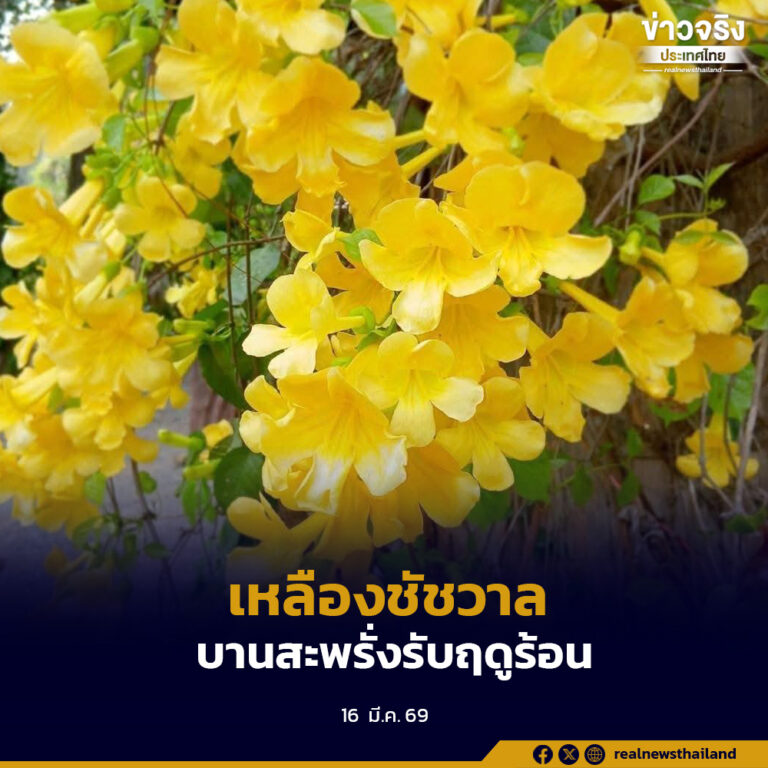 “เหลืองชัชวาล” บานสะพรั่งรับฤดูร้อน ที่อุทยานแห่งชาติน้ำหนาว จังหวัดเพชรบูรณ์