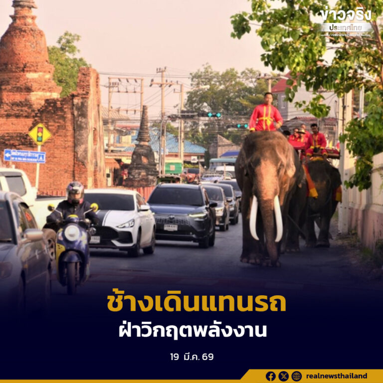 วังช้างอยุธยาปรับแผน ให้ช้างเดินแทนรถขนส่ง ลดใช้น้ำมันช่วงขาดแคลน พร้อมคงบริการนักท่องเที่ยวตามปกติ