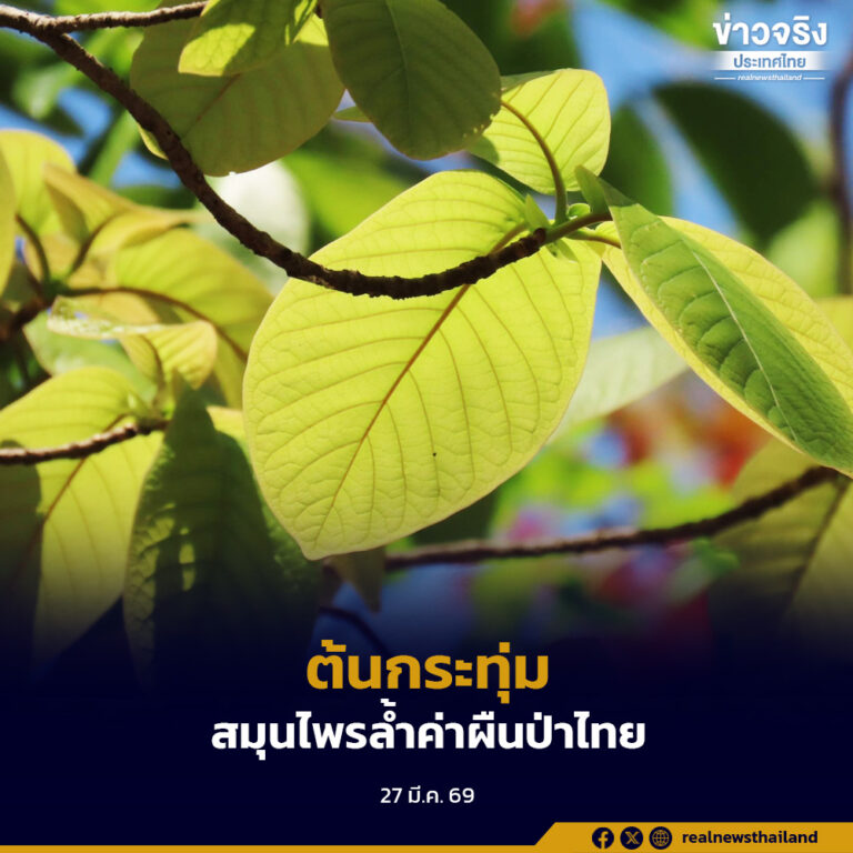 “ต้นกระทุ่ม” ไม้ยืนต้นขนาดใหญ่ให้ร่มเงาในป่าอนุรักษ์ เป็นพืชสมุนไพรล้ำค่าจากผืนป่าไทย