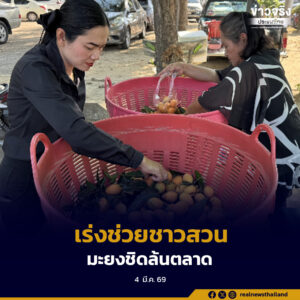 สำนักงานเกษตรจังหวัดเพชรบุรีเร่งช่วยเหลือเกษตรกรหนองหญ้าปล้อง หลังมะยงชิดออกสู่ตลาดจำนวนมาก เปิดพื้นที่ศาลากลางจังหวัดจำหน่ายตรงในราคากิโลกรัมละ 50 บาท