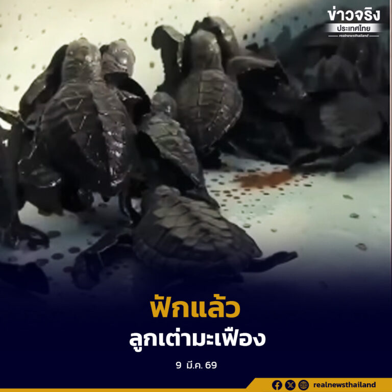 เผยข่าวดี ลูกเต่ามะเฟืองรังแรกของฤดูกาลฟักแล้วที่หาดทุ่งดาบ จ.พังงา พบลูกเต่ารวม 36 ตัว พร้อมดูแลลูกเต่าบางส่วนก่อนปล่อยคืนสู่ทะเล