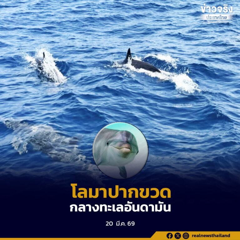 อุทยานฯ สิมิลัน เผยพบโลมาปากขวดกว่า 120 ตัว รวมฝูงใหญ่หายาก ขอให้นักท่องเที่ยวรักษาระยะห่าง