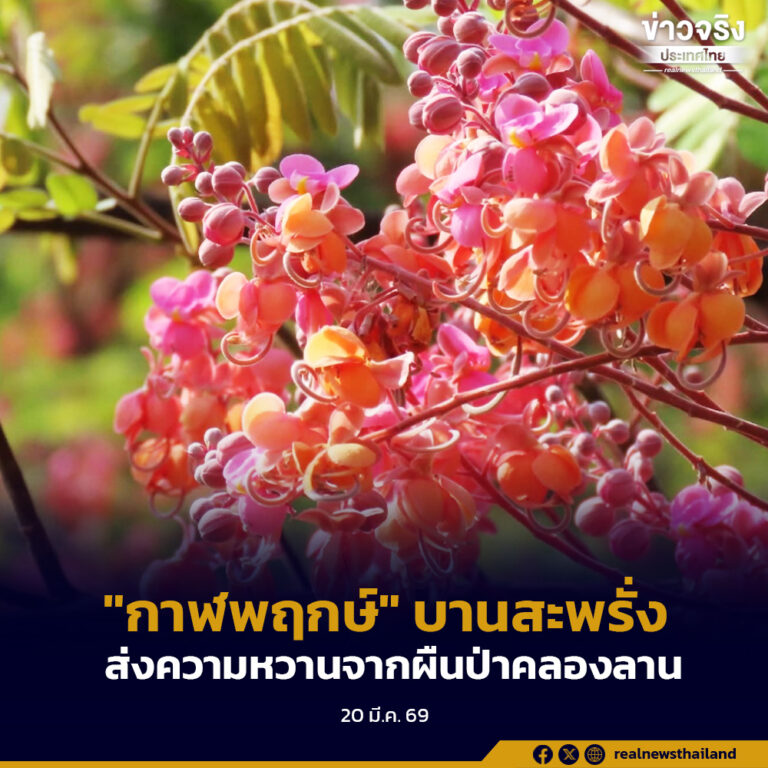 “กาฬพฤกษ์” บานสะพรั่ง ส่งความหวานจากผืนป่าคลองลาน