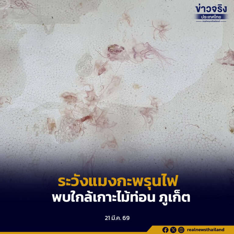 กรมทะเล ประกาศเตือน “ระวังแมงกะพรุนไฟ” พบความหนาแน่นสูงใกล้เกาะไม้ท่อน ภูเก็ต งดกิจกรรมทางน้ำชั่วคราว