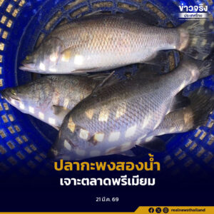 GI น้องใหม่ “ปลากะพงสองน้ำสมุทรปราการ” เพิ่มมูลค่าสินค้าท้องถิ่น เจาะตลาดพรีเมียม