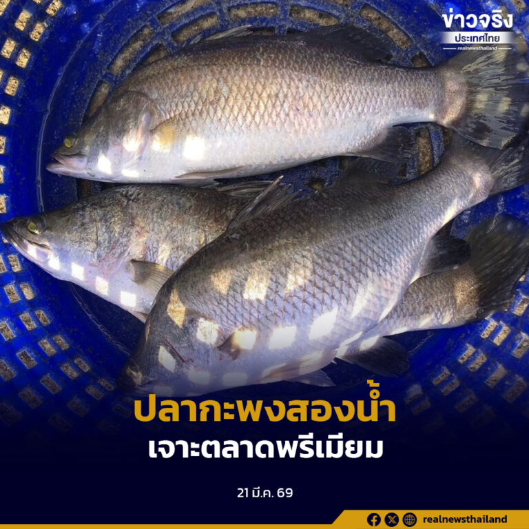 GI น้องใหม่ “ปลากะพงสองน้ำสมุทรปราการ” เพิ่มมูลค่าสินค้าท้องถิ่น เจาะตลาดพรีเมียม