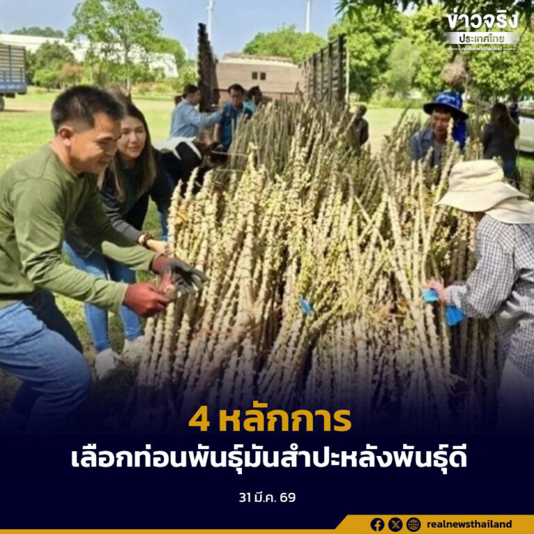 แนะนำเกษตรกรเลือกท่อนพันธุ์มันสำปะหลังพันธุ์ดี ภายใต้ 4 หลักการ เพิ่มคุณภาพและผลผลิตมันสำปะหลัง